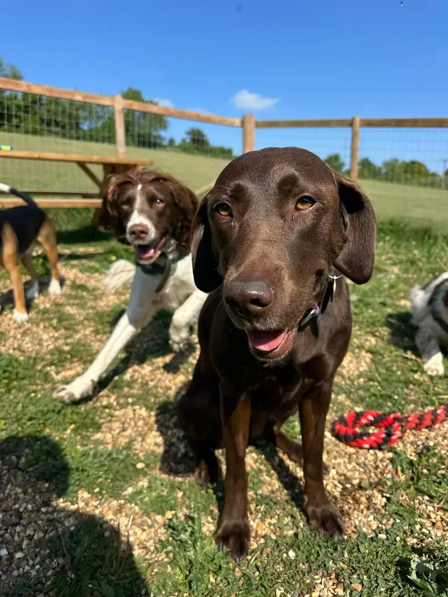 A chocolate labrador grinning in the secure paddock