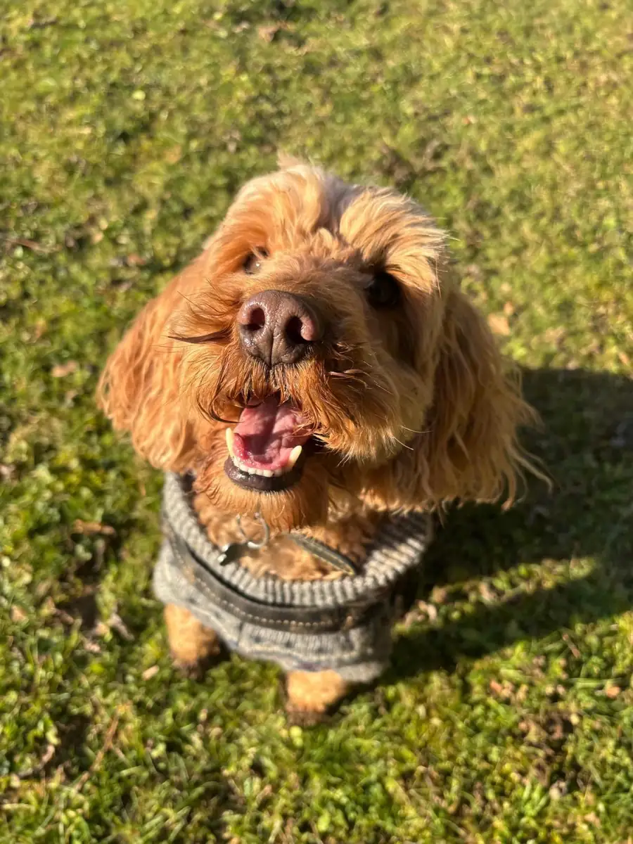 A smiley cockapoo in a cosy jumper