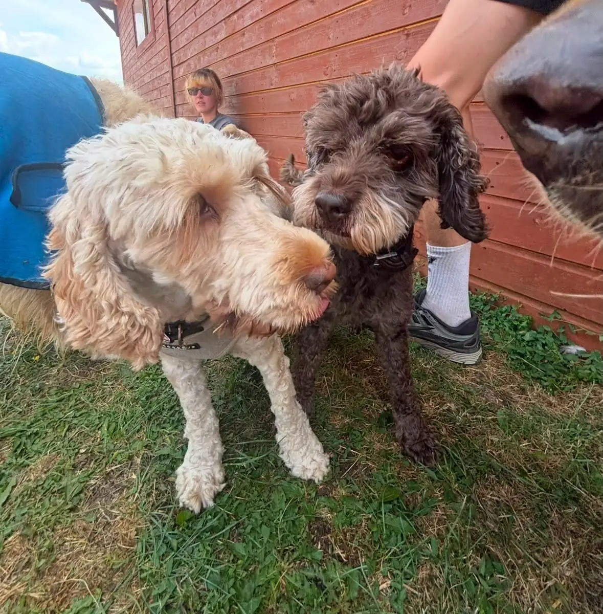 Two doodles saying hello