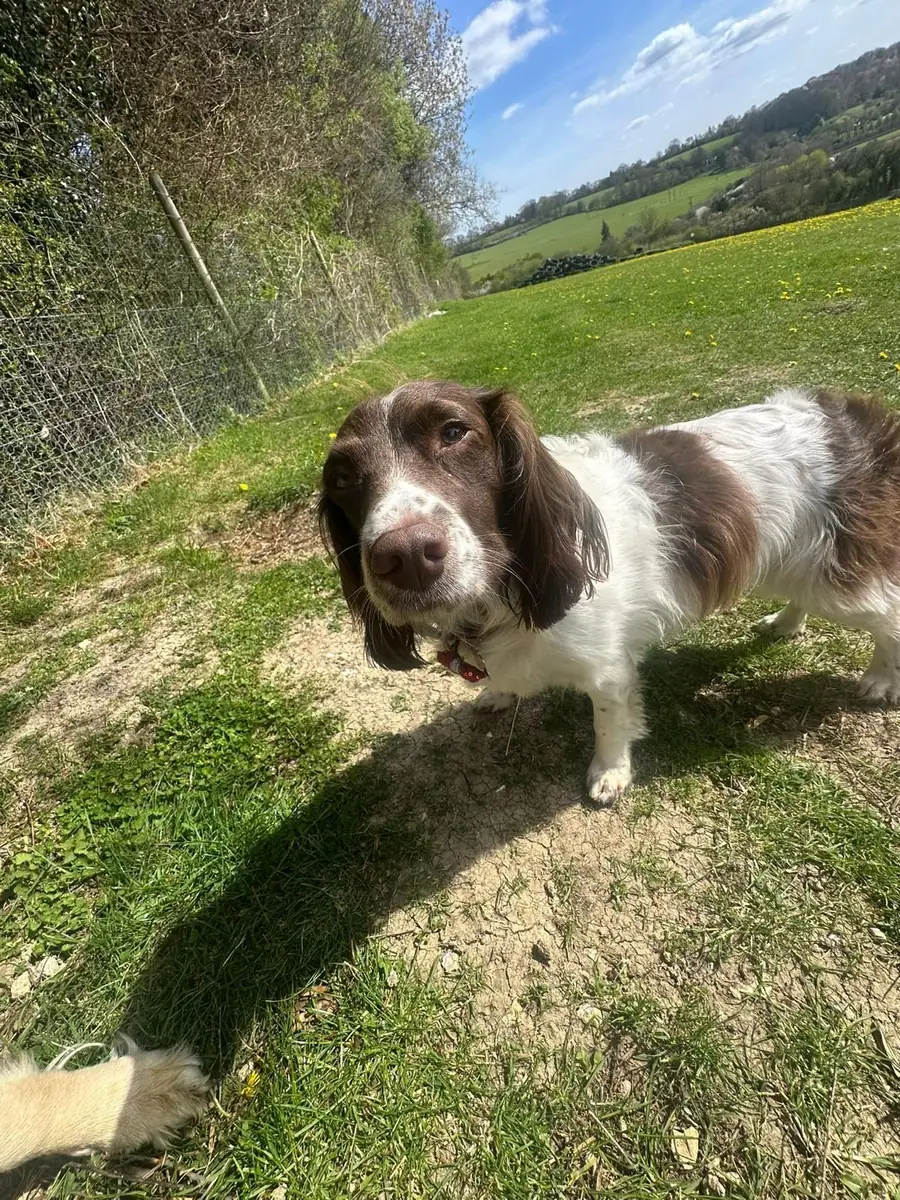 A springer spaniel with the countryside behind