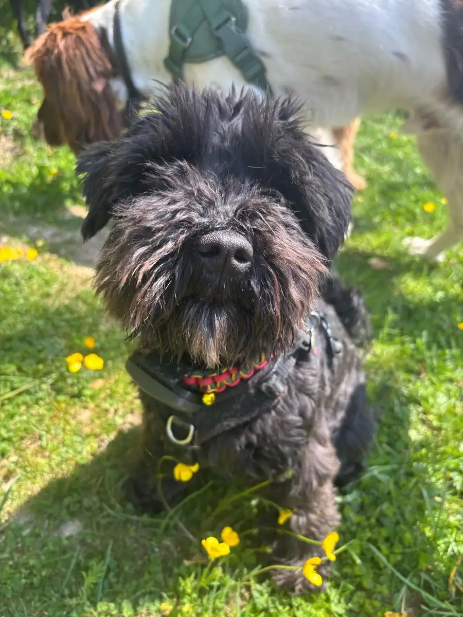 A scruffy black terrier in the buttercups