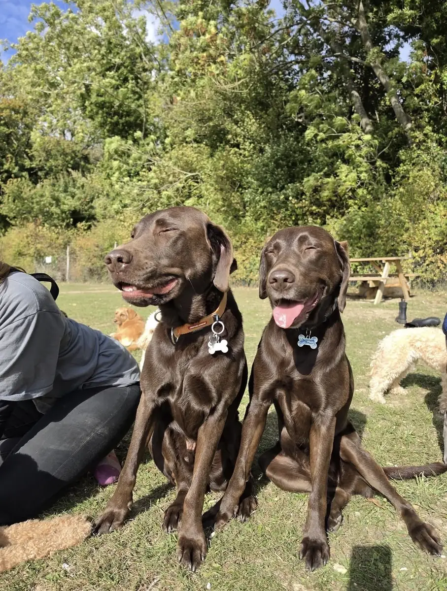 Two chocolate labradors sunbathing