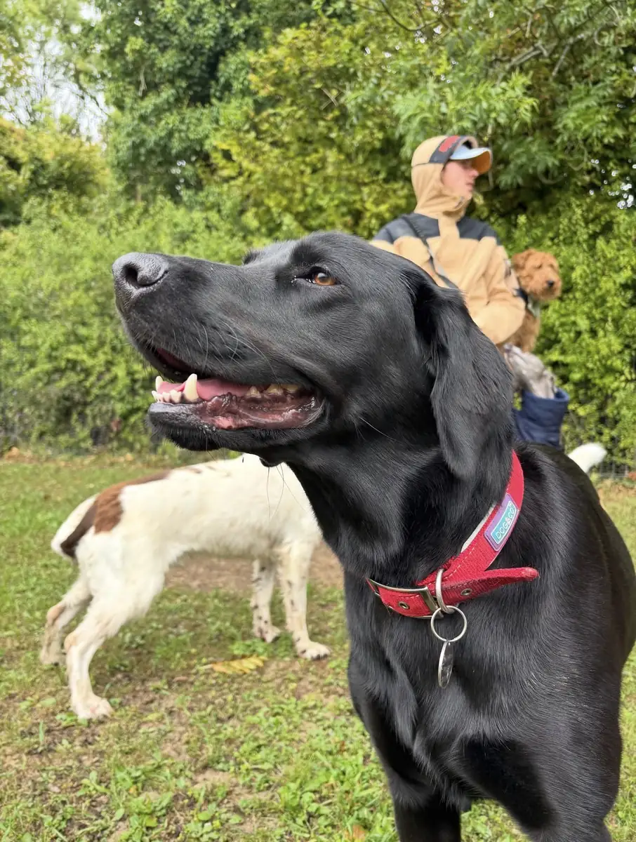 A black labrador in a red collar