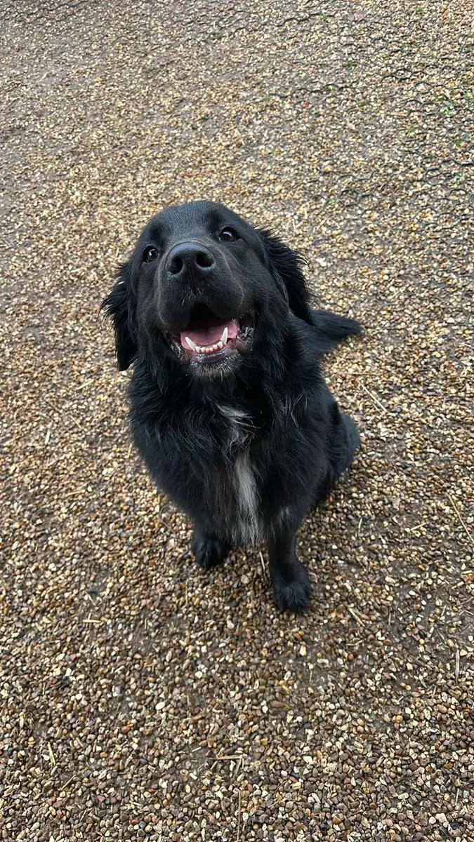 A black dog sitting on the gravel
