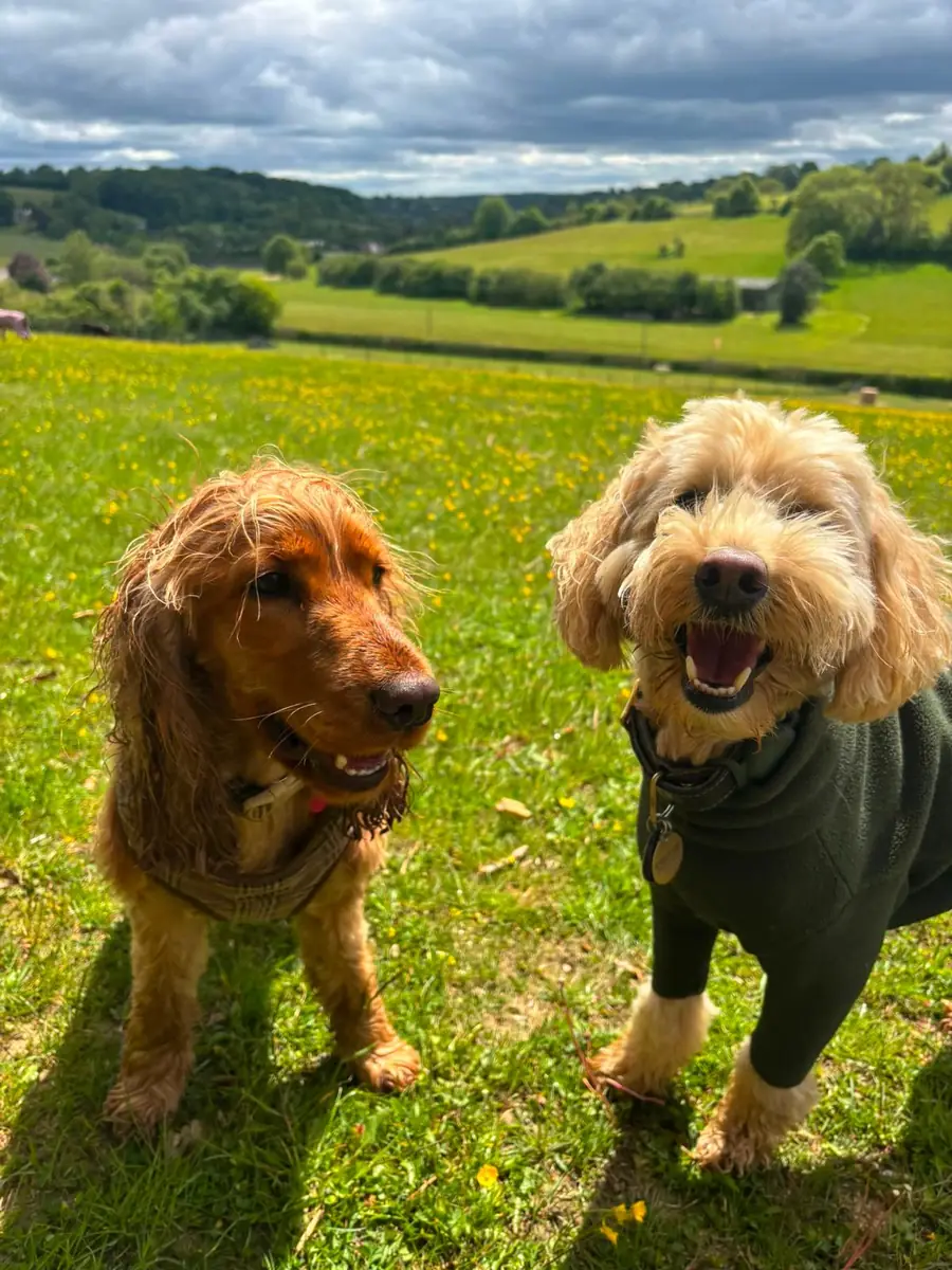 A cocker spaniel and a cockapoo in the meadow