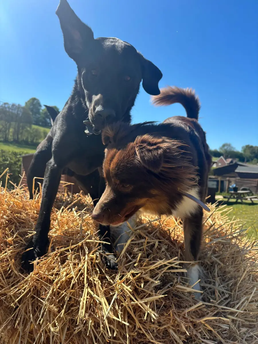 Two dogs playing on a hay bale