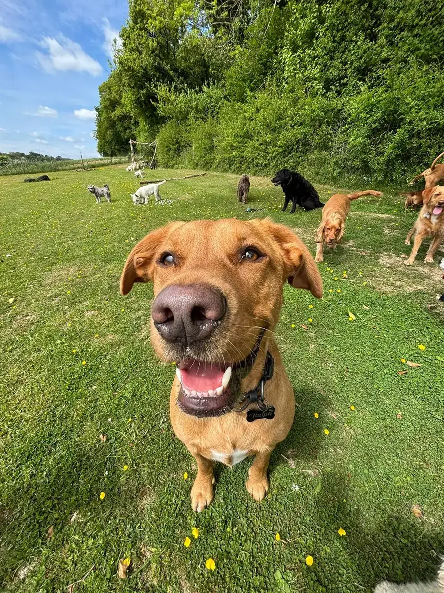 A fox red labrador with the group playing behind