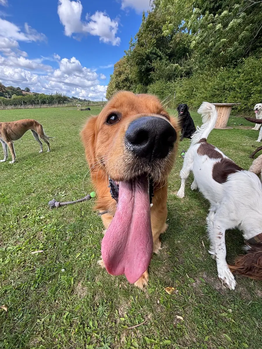 A golden retriever with a very long tongue