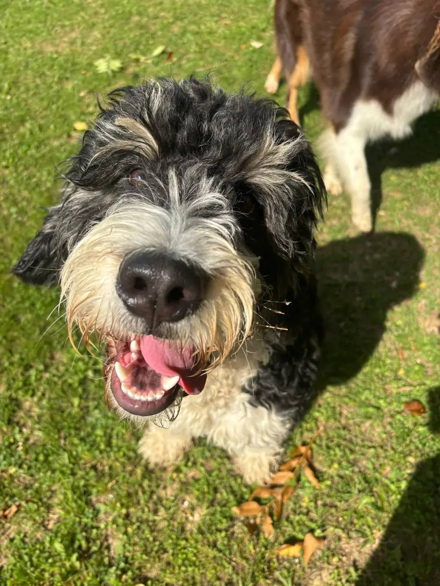 A sheepadoodle close up