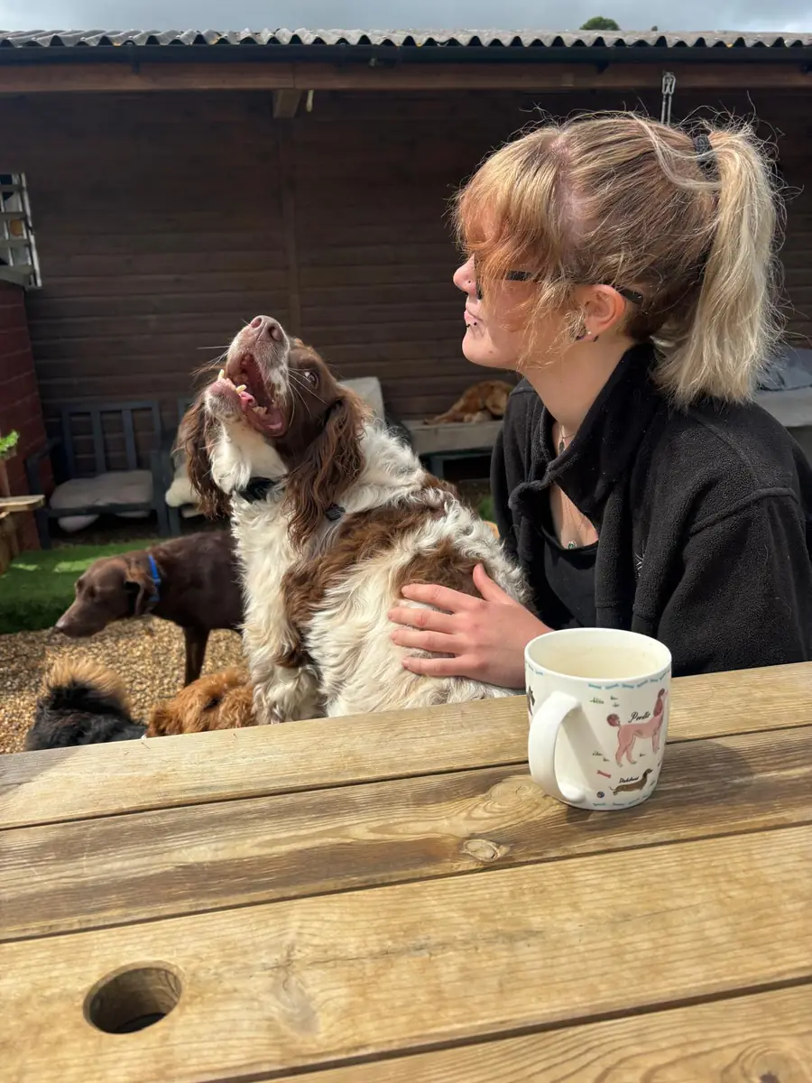 A Schnoodles team member cuddling a springer spaniel