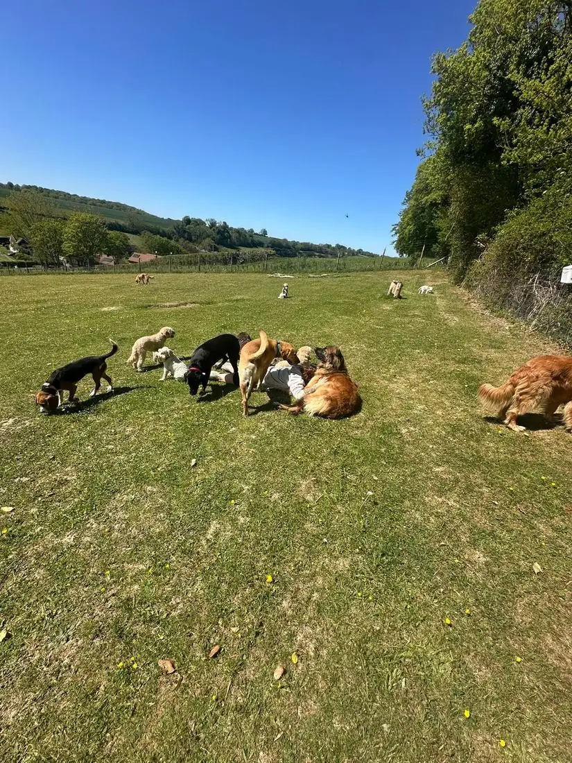 Dogs playing together across the countryside field