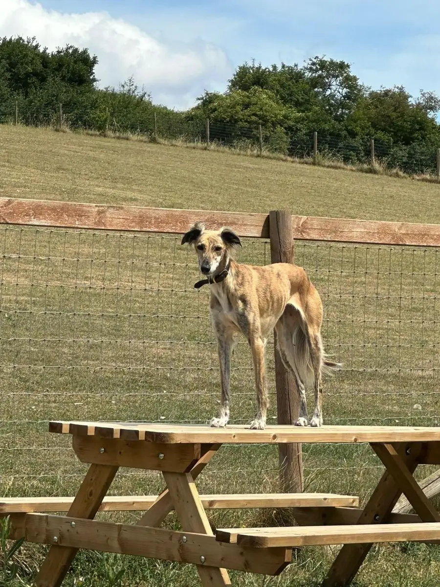 A lurcher standing on the picnic table