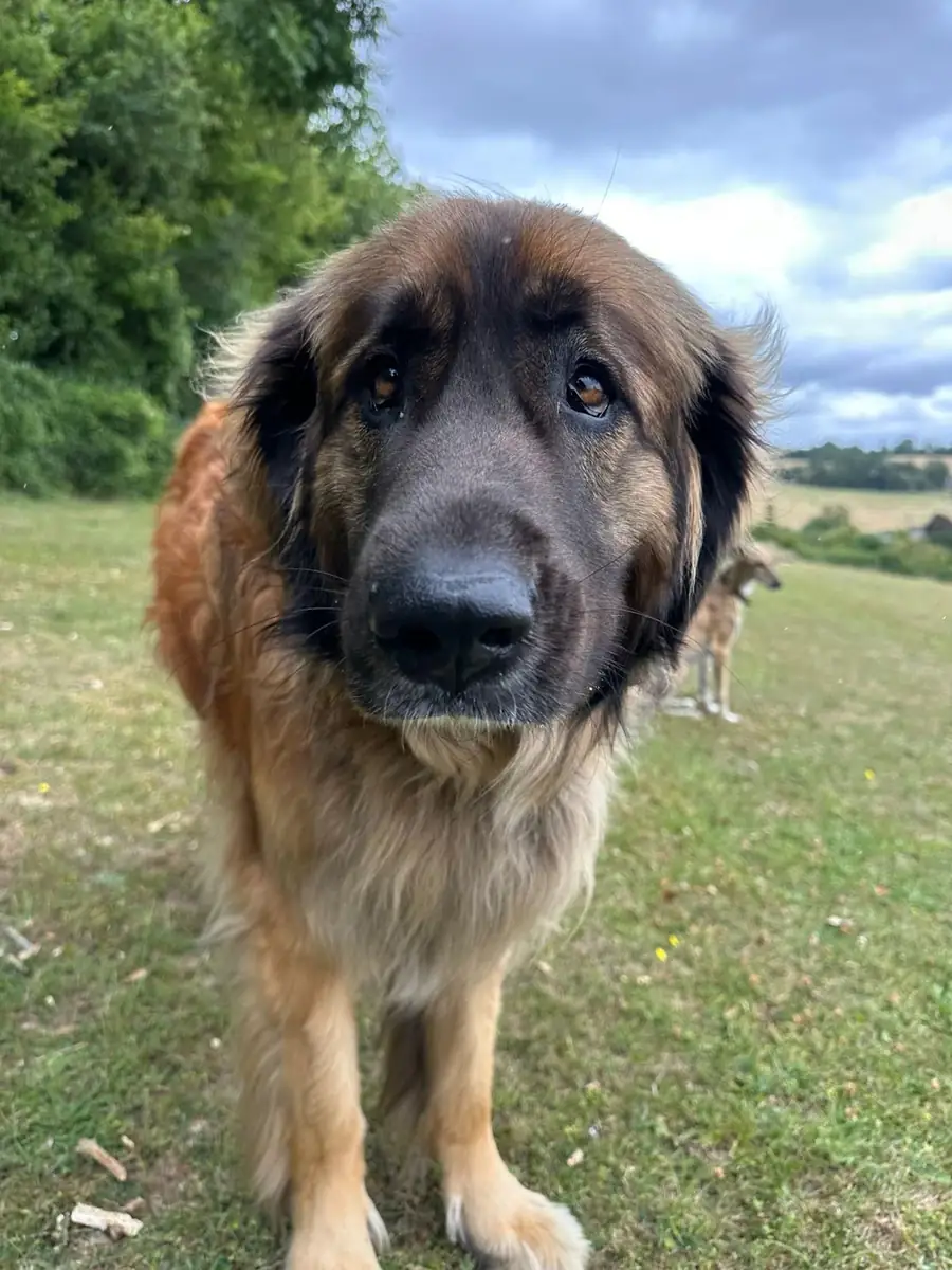 A leonberger close up on the hillside