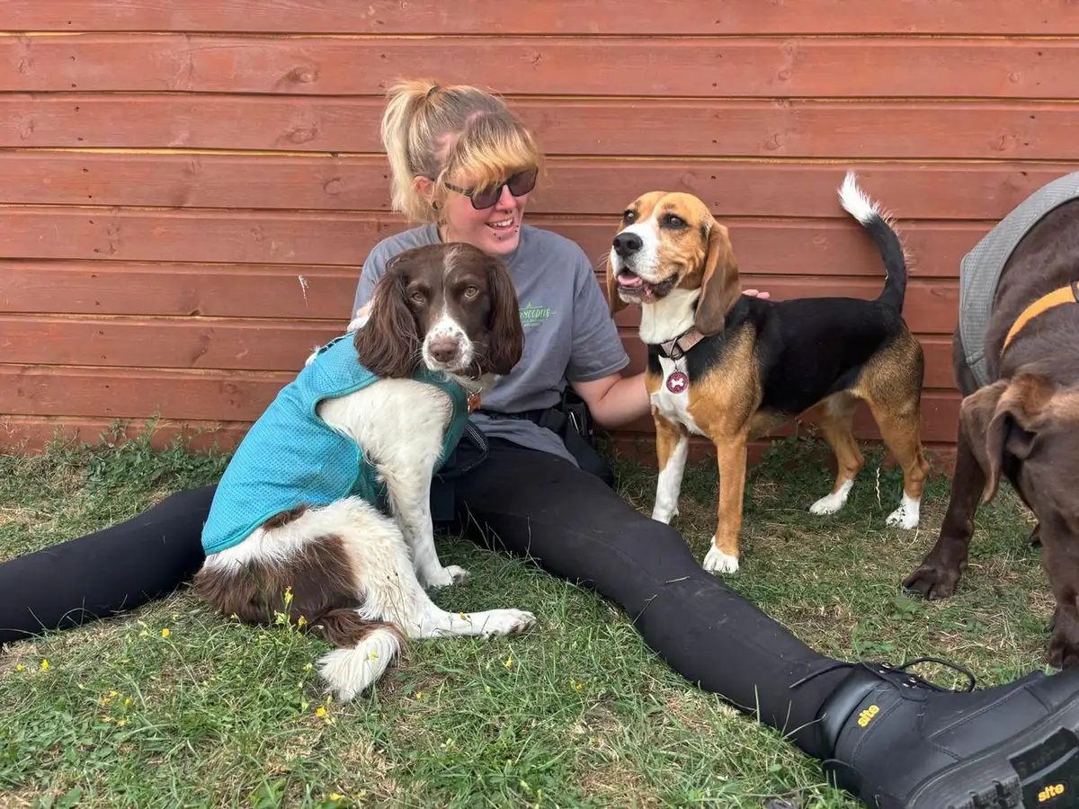 A Schnoodles team member with a springer spaniel and a beagle